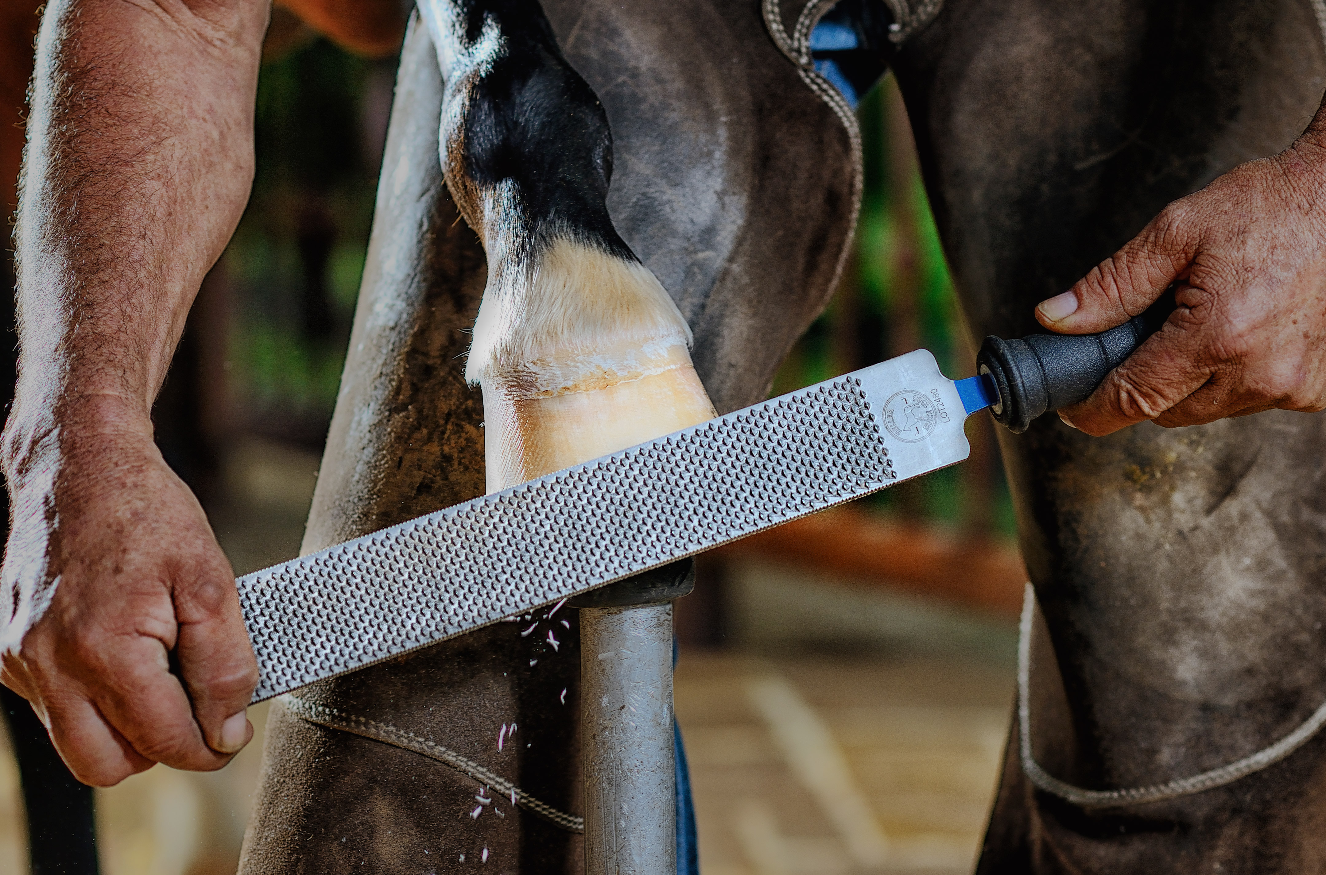 Rasping a hoof with an Heller eXceL Original hoof rasp