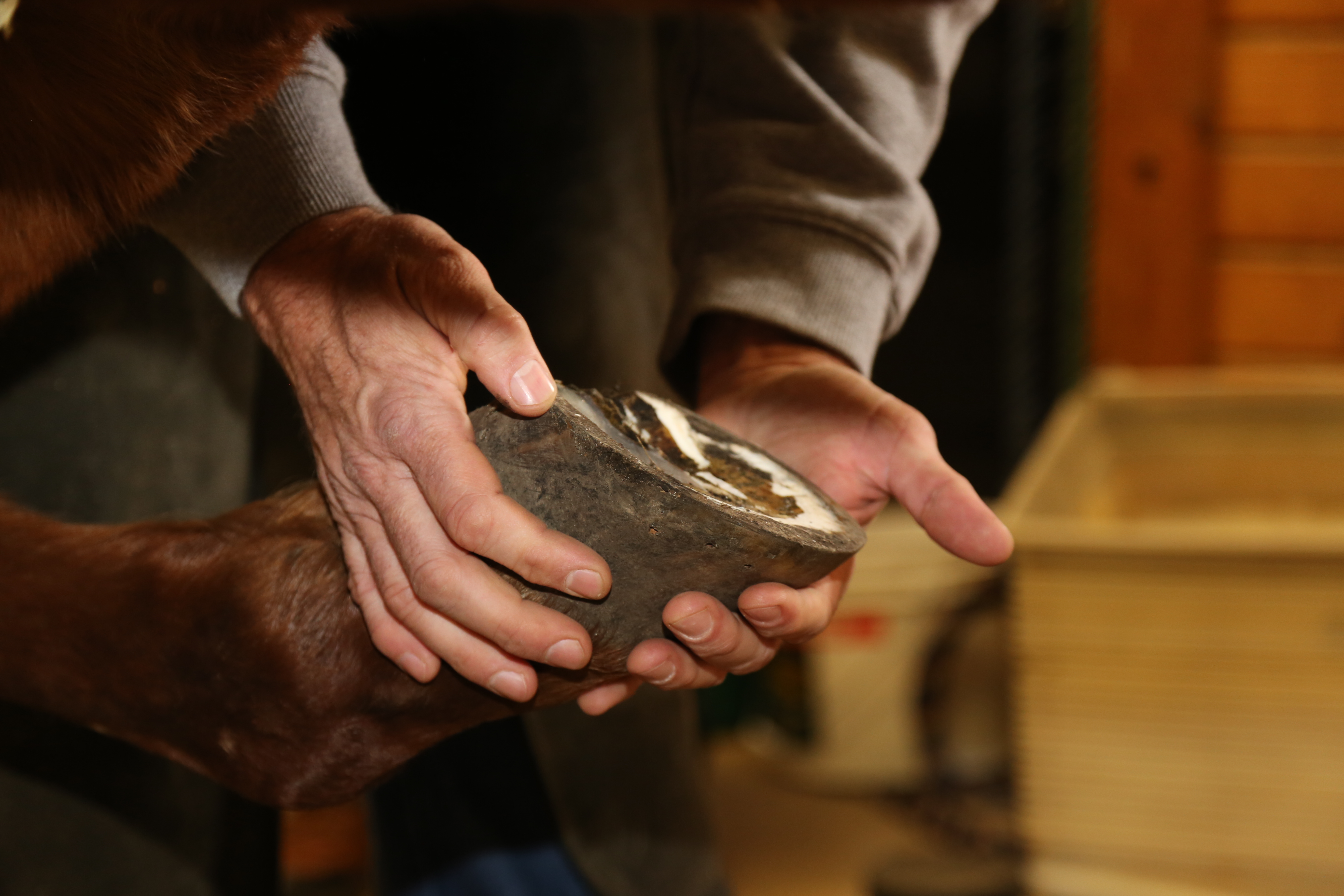 Farrier holding rasp ready foot