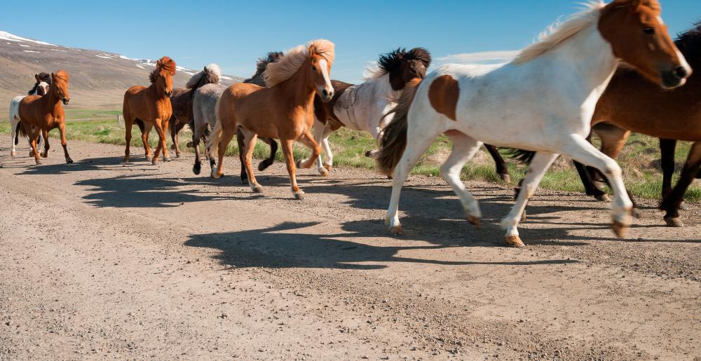Una manada de caballos islandeses