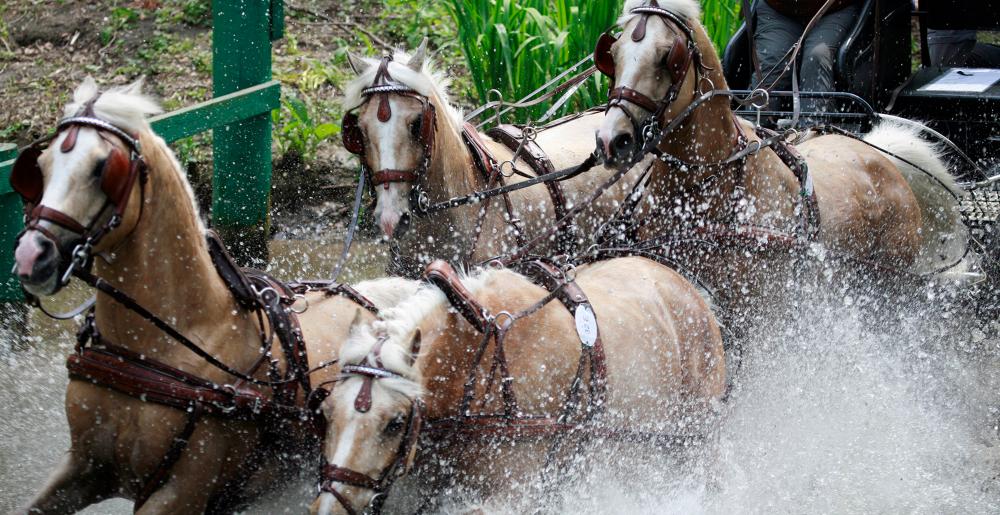 Un equipo de 4 caballos en una competencia de acarreo combinado con carroza