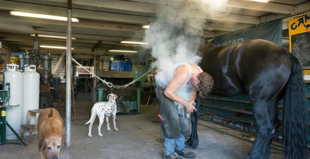 The Dutch farrier Douwe Dokter shoeing a horse