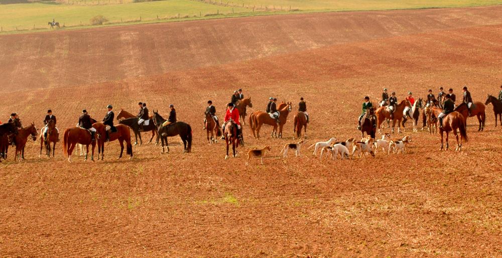 A group of field hunters with dogs