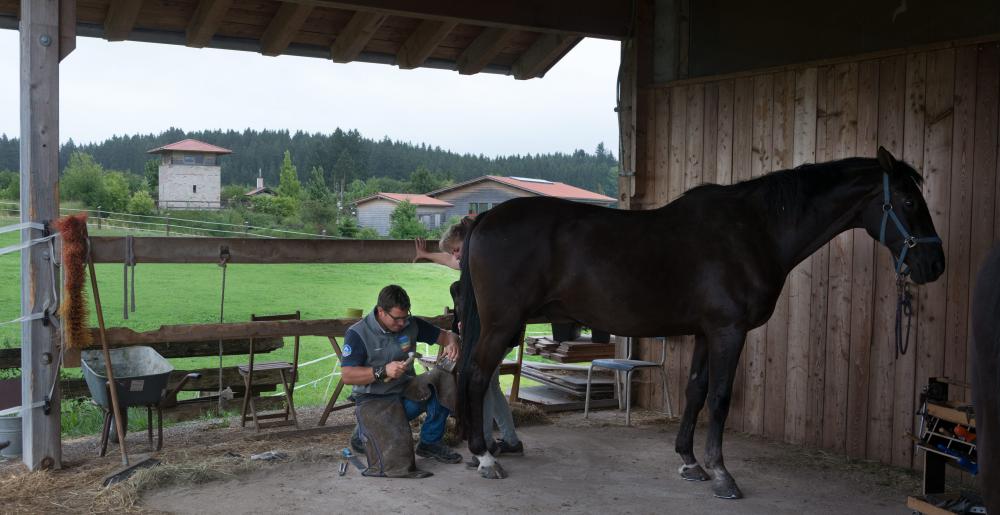 The German farrier Christoph Müller shoeing a horse