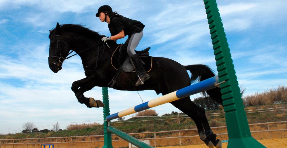 Un caballo de salto en un entrenamiento