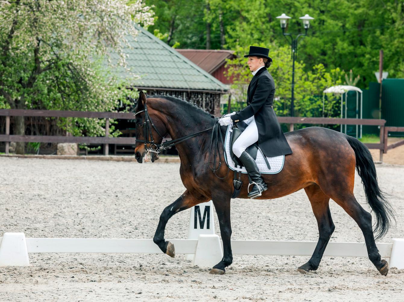 Classical dressage