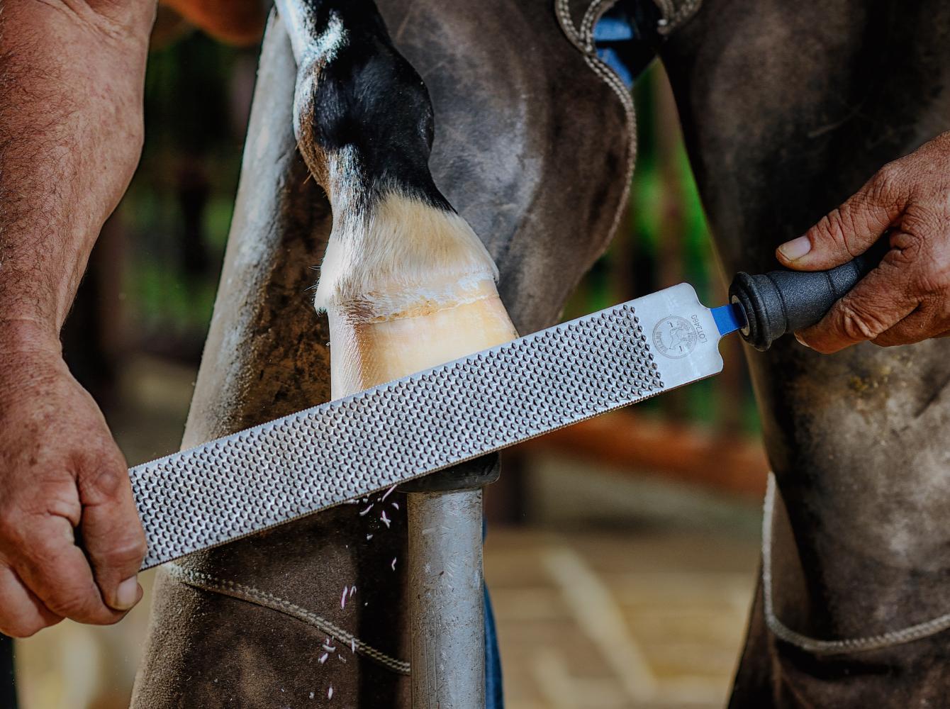 Rasping a hoof with an Heller eXceL Original hoof rasp