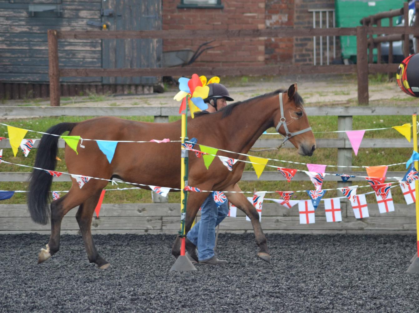 Equine Agility contest