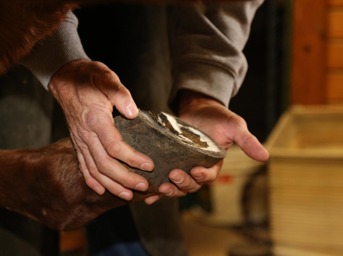 Heller rasps, a farrier shows a prepared hoof