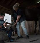 The German farrier Christoph Müller driving a nail in a hoof