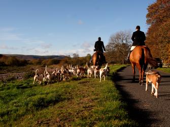 A group of fox hunters with their hounds
