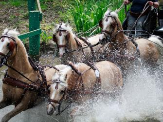 A team of 4 horses in a combined driving contest