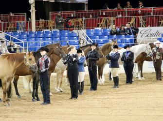 Un concurso de exhibicionismo de caballos